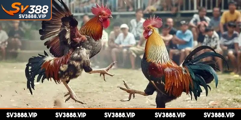 Nắm vững cách chơi đá gà online và lưu ý quan trọng