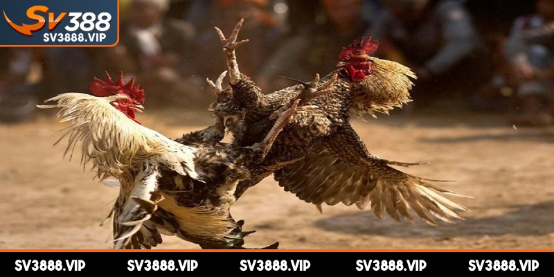 Cách đá gà mạng luôn thắng phân tích chiến kê kỹ lưỡng