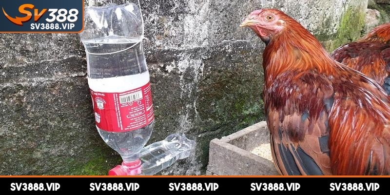 Hướng dẫn chi tiết cách làm nước cho gà chọi giúp tăng thể lực