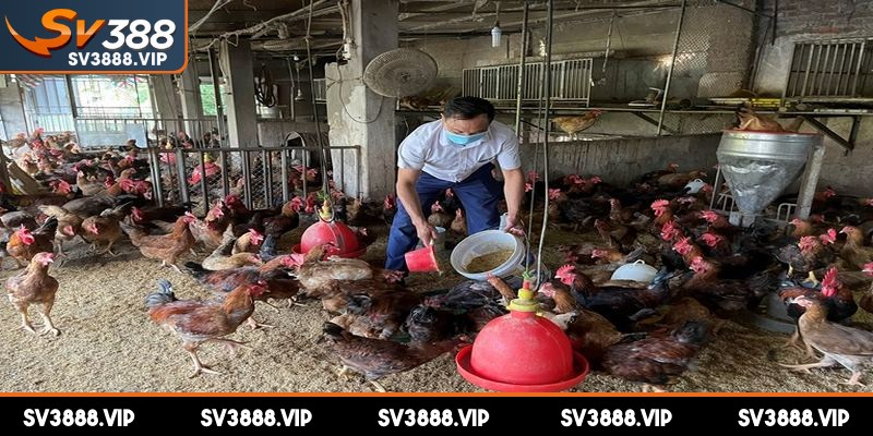 Làm nước khi gà chọi đứng sâu hồ mau phục hồi sức khỏe 