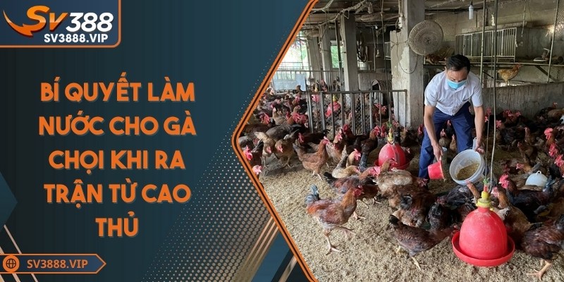 Cách làm nước cho gà chọi