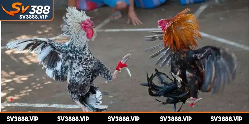 Đá gà cựa dao cải tiến từ cách chơi truyền thống đầy sức hút