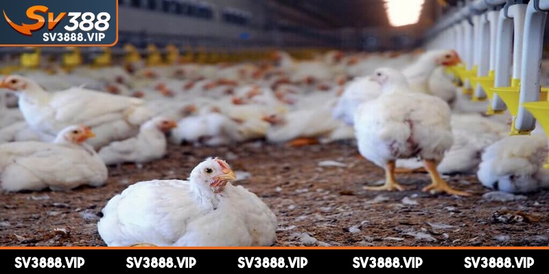 Tình trạng khó thở ở gà đôi khi do nhiều nguyên nhân khác nhau