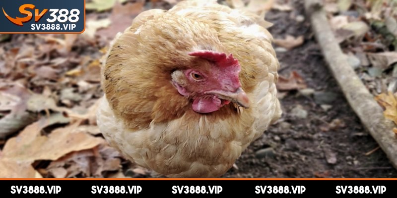 Gà khó thở là tình trạng mà gà gặp phải các vấn đề liên quan đến đường hô hấp