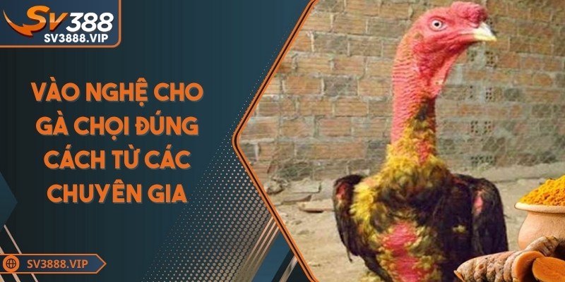 Vào nghệ cho gà chọi